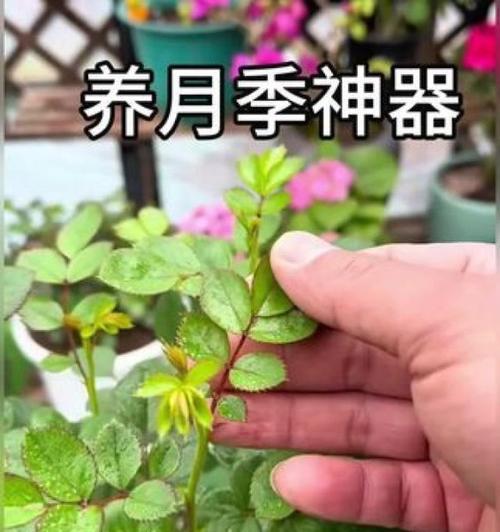 月季老枝如何冒出新芽？