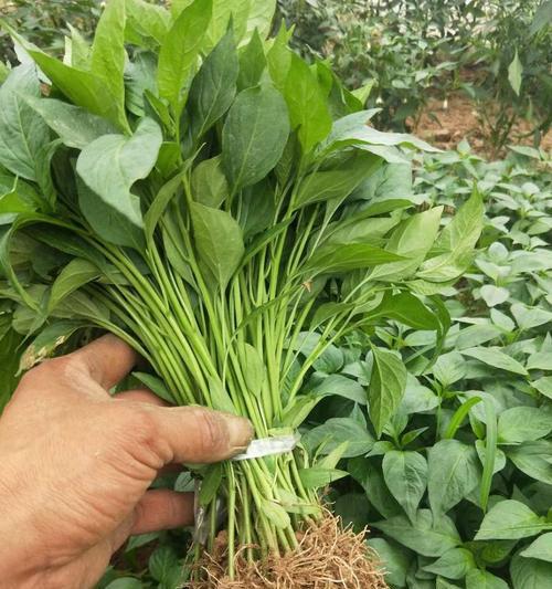 自制肥料如何用于青皮椒种植？