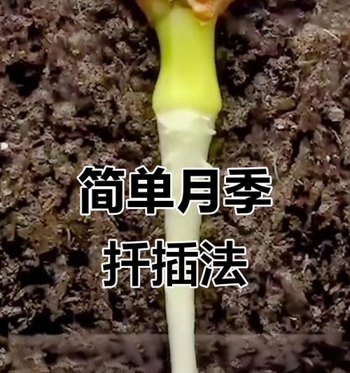 月季花束谢了怎么扦插？扦插技巧大公开！