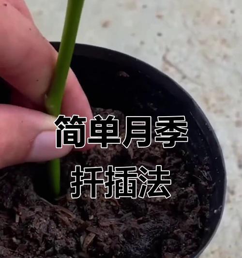 月季花束谢了怎么扦插？扦插技巧大公开！