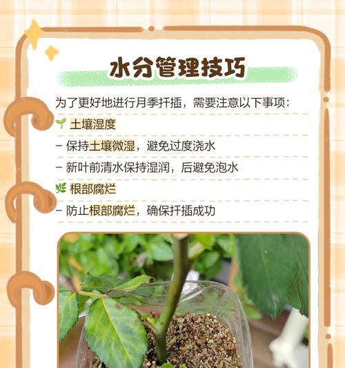 月季花束谢了怎么扦插？扦插技巧大公开！