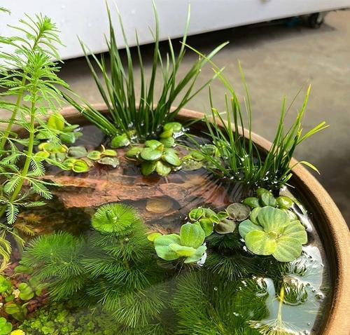 水草盆景中如何养鱼才能美观？