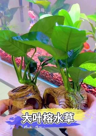 水草盆景中如何养鱼才能美观？