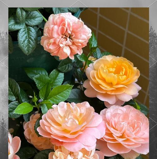 阳台宽窄适合养哪些花？