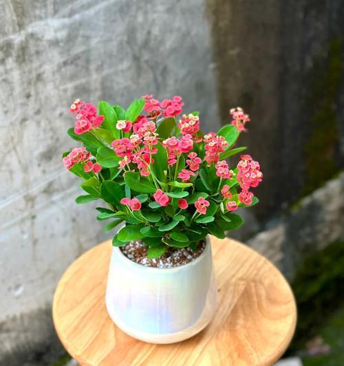 阳台宽窄适合养哪些花？