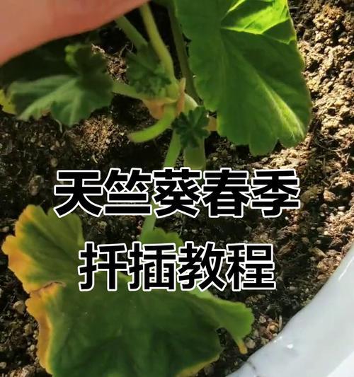 天竺葵枝条扦插方法有哪些？