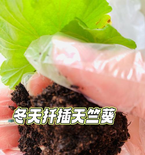 天竺葵枝条扦插方法有哪些？