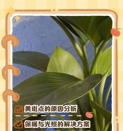金钻冬季叶子发黄的原因及解决办法是什么？