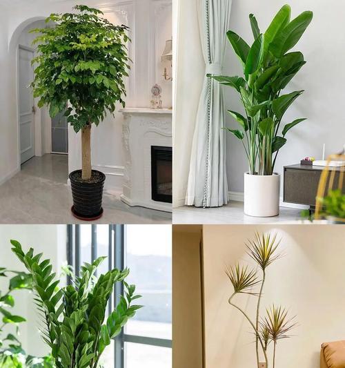房间适合哪些观赏植物？它们的名称是什么？
