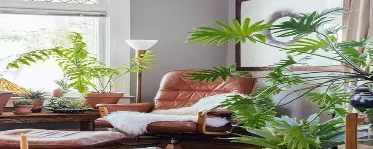 房间适合哪些观赏植物？它们的名称是什么？