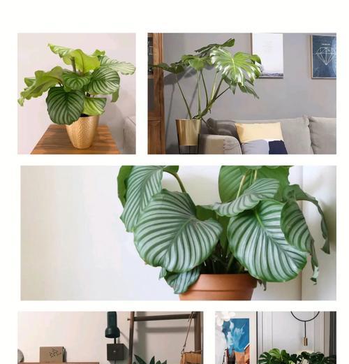 房间适合哪些观赏植物？它们的名称是什么？