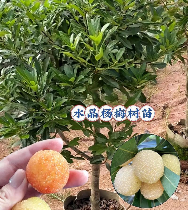 水晶树苗肥料自制方法是什么？