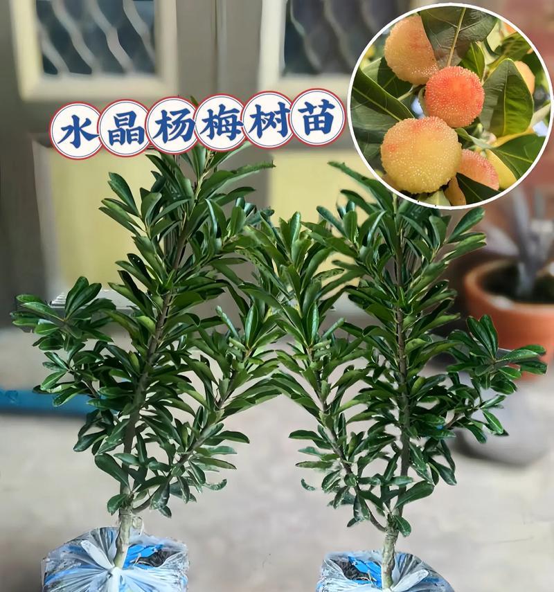 水晶树苗肥料自制方法是什么？