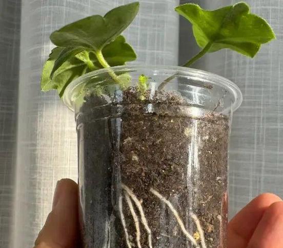 天竺葵苗如何快速生长？有哪些促进生长的技巧？