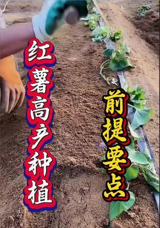 红薯栽培技术要点有哪些？