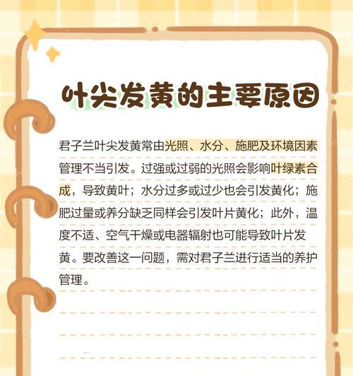君子兰黄叶代表的品种是什么？