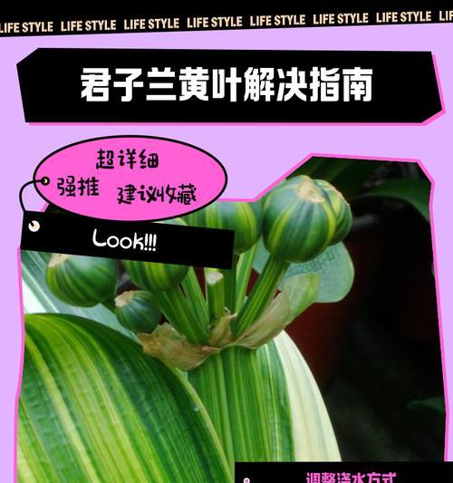 君子兰黄叶代表的品种是什么？