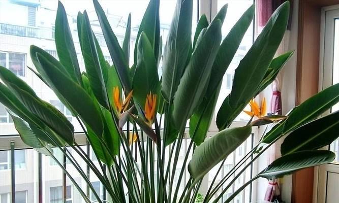 外露阳台适合种植哪些美观的花卉？