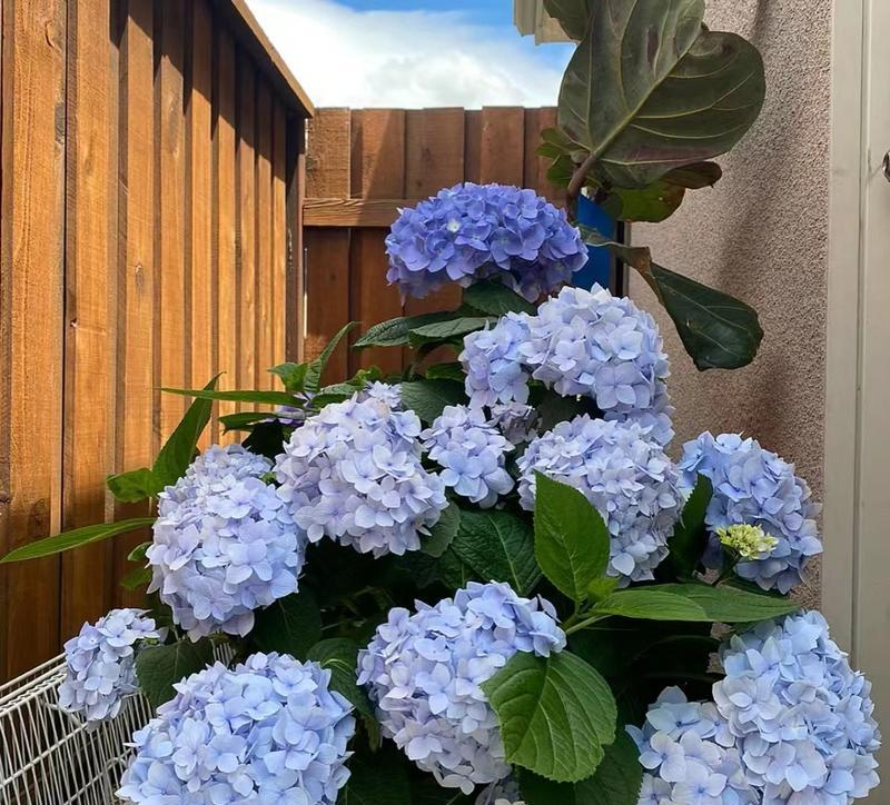 外露阳台适合种植哪些美观的花卉？