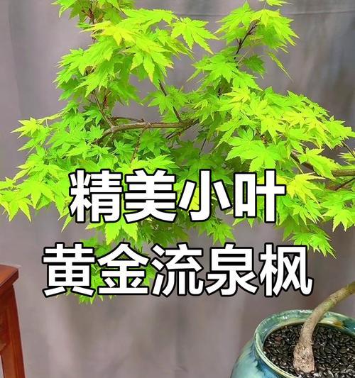 流泉枫叶子中间发黄是什么原因？如何解决？