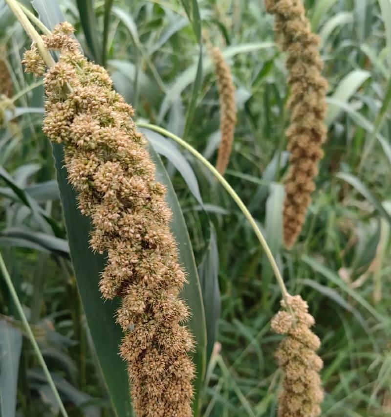 高粱节水栽培的技术要点是什么？如何实现高粱的节水栽培？