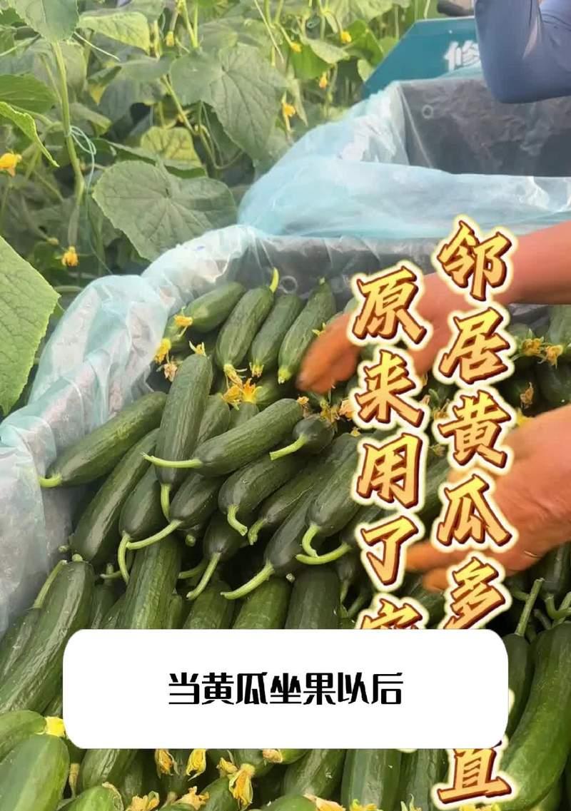 黄瓜栽培中常见的技术问题有哪些？如何解决？