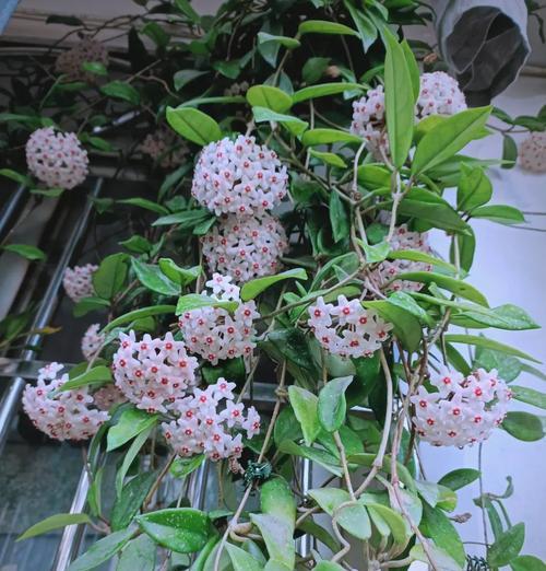 北阳台半封闭窗适合养什么花？哪些植物能在这种环境下茁壮成长？