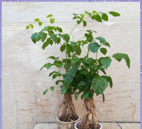 北阳台半封闭窗适合养什么花？哪些植物能在这种环境下茁壮成长？