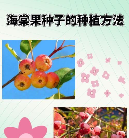 大吴风草浇水的最佳方法是什么？如何确保其正常生长？