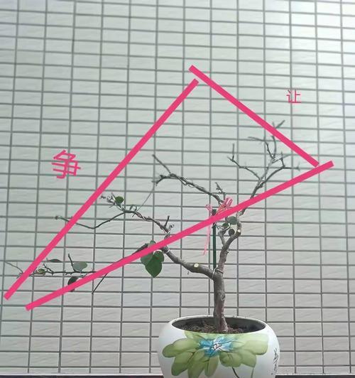 三角梅小根的养护方法是什么？