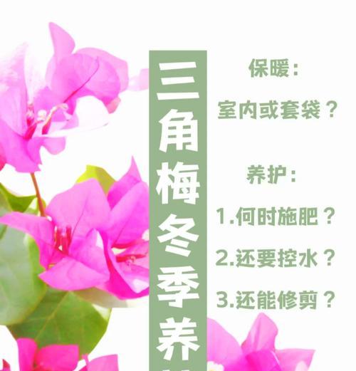 三角梅小根的养护方法是什么？