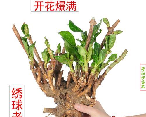 绣球老根栽培的关键技术是什么？