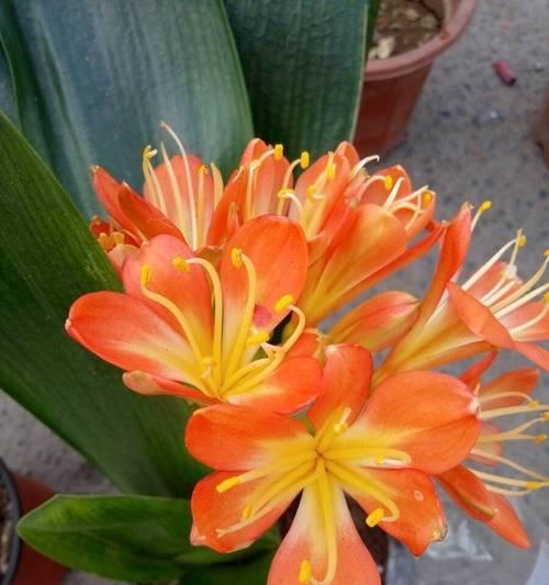 君子兰开的花是什么样的？有哪些特点？