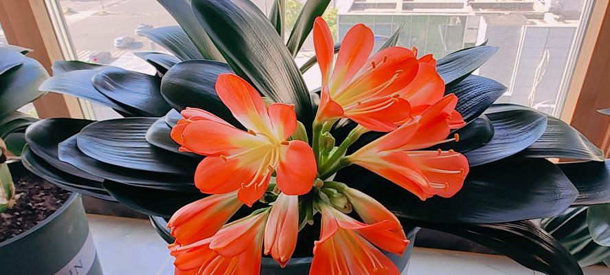 君子兰开的花是什么样的？有哪些特点？