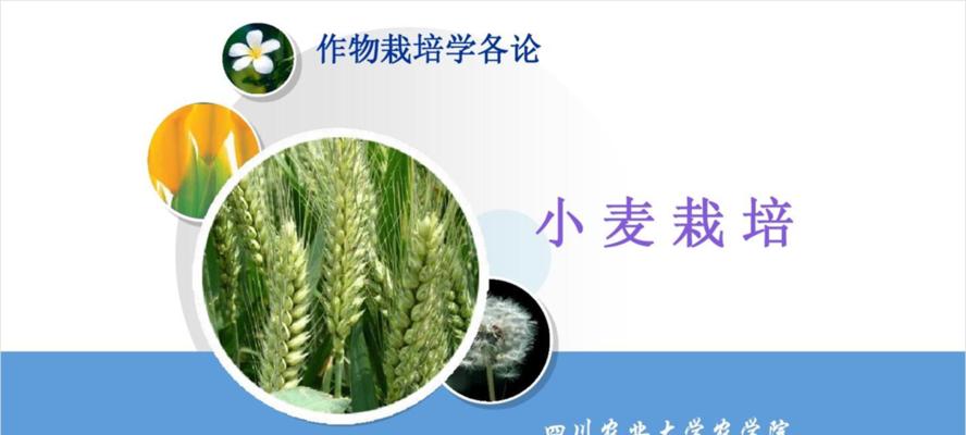 绿色作物栽培技术要点是什么？如何掌握正确的栽培技术？
