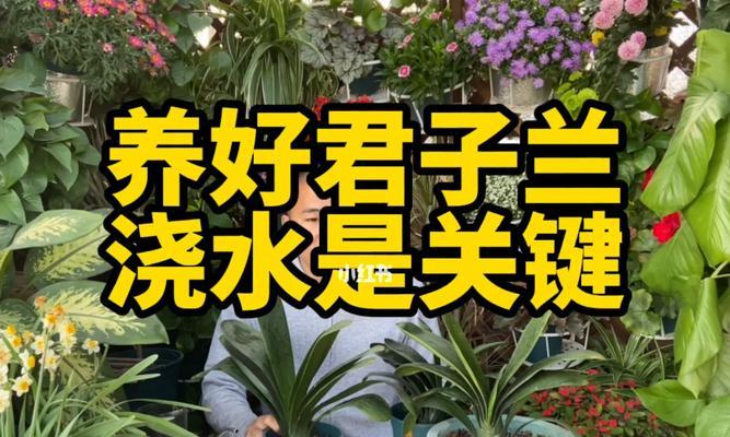 天竺葵莫奇小苗的正确养护方法是什么？
