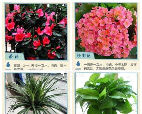 天竺葵莫奇小苗的正确养护方法是什么？