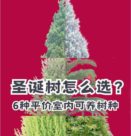 挪威云杉叶子发黄的原因及解决方法？