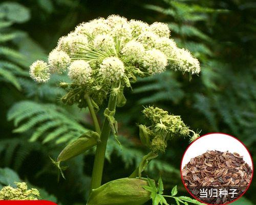 当归播种的适宜时间是什么时候？