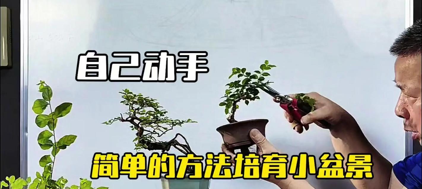 红子盆景的制作步骤和技巧是什么？