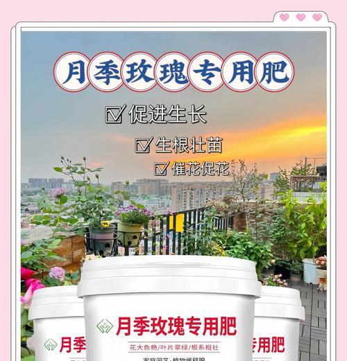 月季肥害后的正确施肥方法是什么？