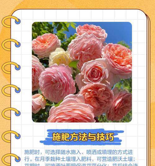 月季肥害后的正确施肥方法是什么？