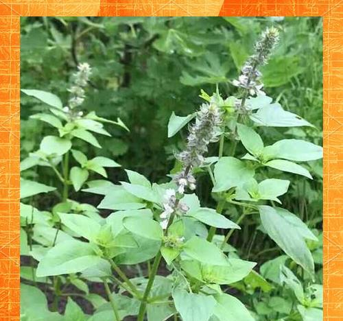 荆芥菜春季浇水的正确方法？