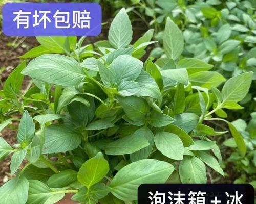 荆芥菜春季浇水的正确方法？