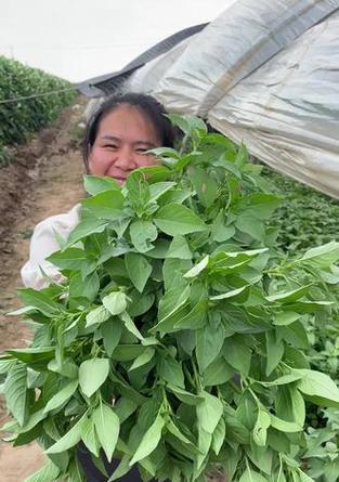 荆芥菜春季浇水的正确方法？