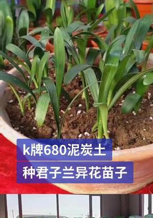 君子兰小苗泥炭土配比方法是什么？如何正确配制？