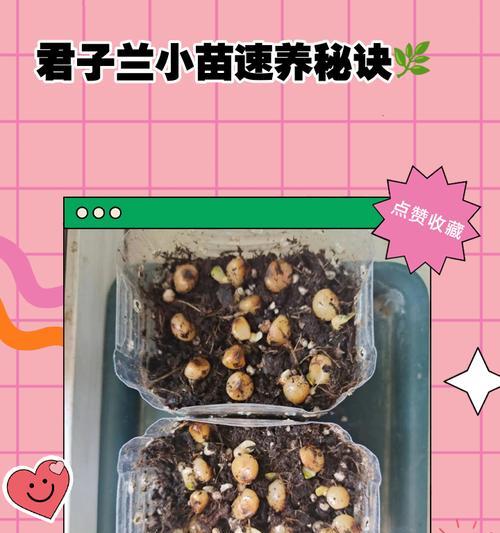 君子兰小苗泥炭土配比方法是什么？如何正确配制？