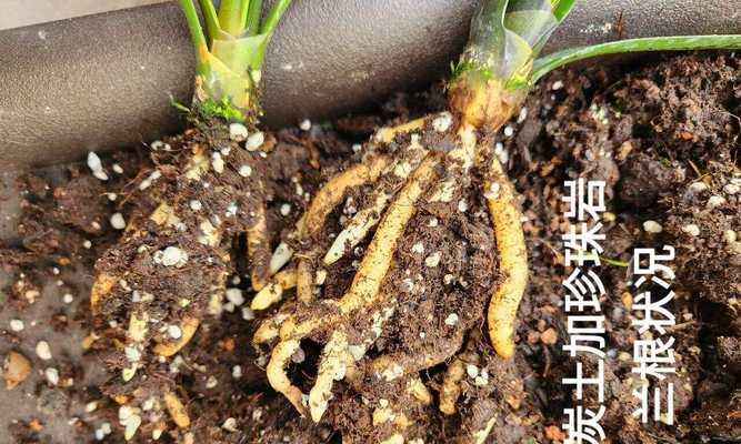 君子兰小苗泥炭土配比方法是什么？如何正确配制？