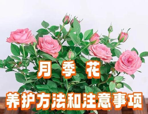 月季树开花期养护要点有哪些？