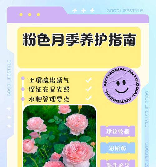 月季树开花期养护要点有哪些？